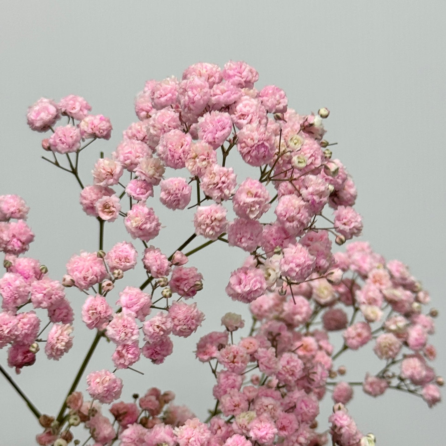 Baby's Breath Dyed - Pink