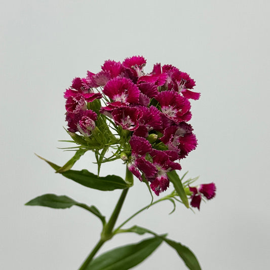 Sweet William - Mix
