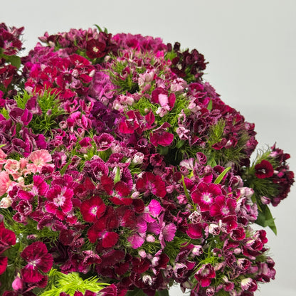 Sweet William - Mix