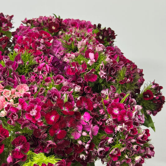 Sweet William - Mix