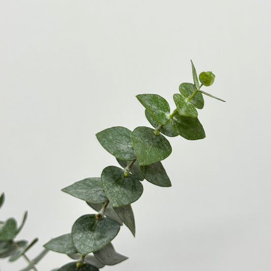 Eucalyptus - Baby Blue