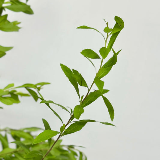SnowFlake Leaf - Fontanesia