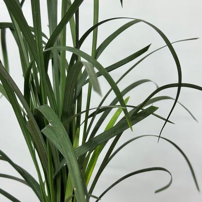 Beargrass Green 春兰叶