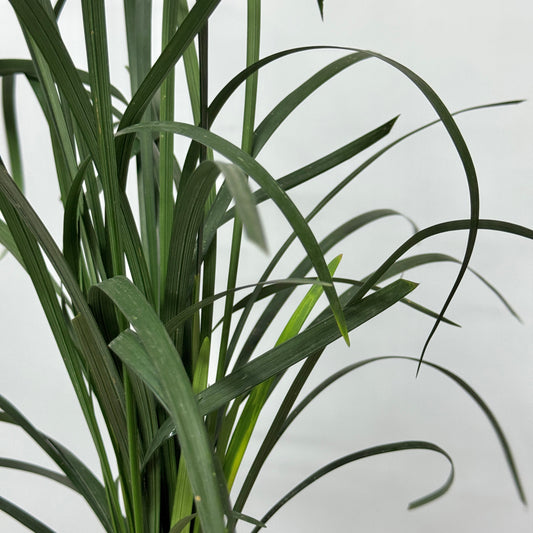 Beargrass Green 春兰叶
