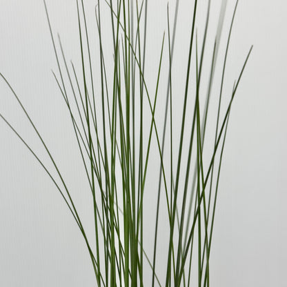Steel Grass