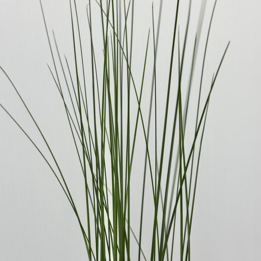 Steel Grass