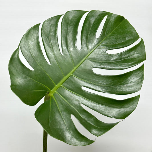 Monstera Leaf (S/M/L)