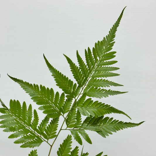 Paku Leaf