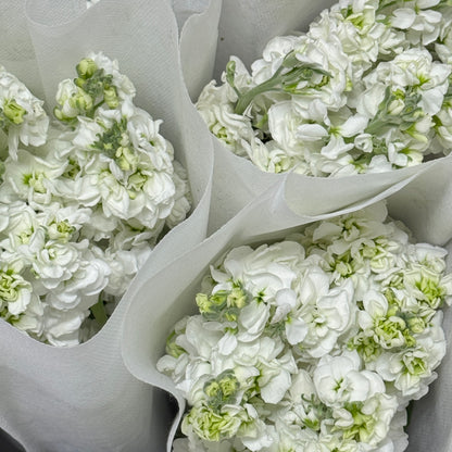 Matthiola - White
