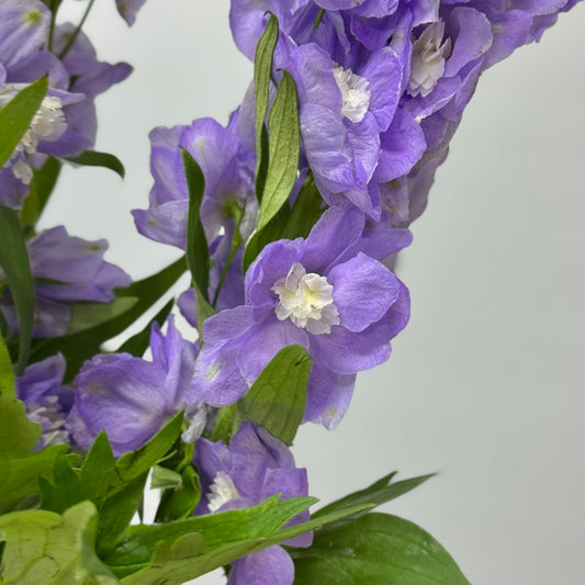 Delphinium (70cm-90cm) - Purple
