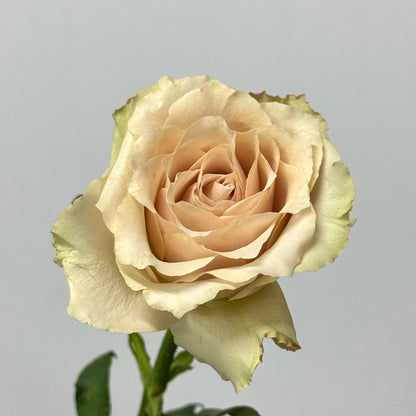 Rose - Quicksand 流沙