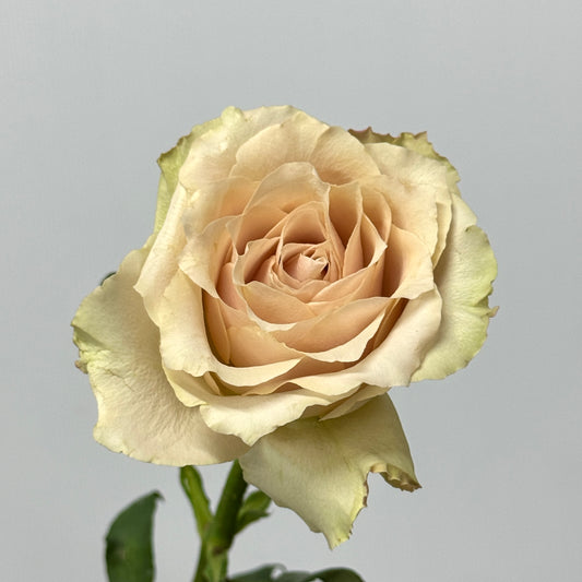 Rose - Quicksand 流沙