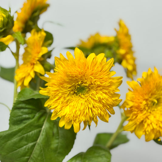 Sunflower Teddy