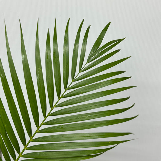 Palm Leaf (S/M/L)