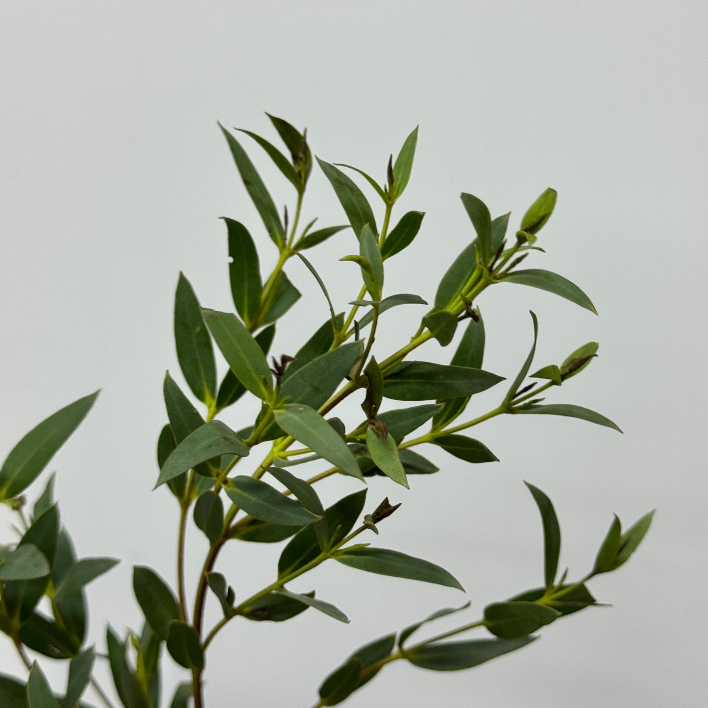 Eucalyptus - Parvifolia