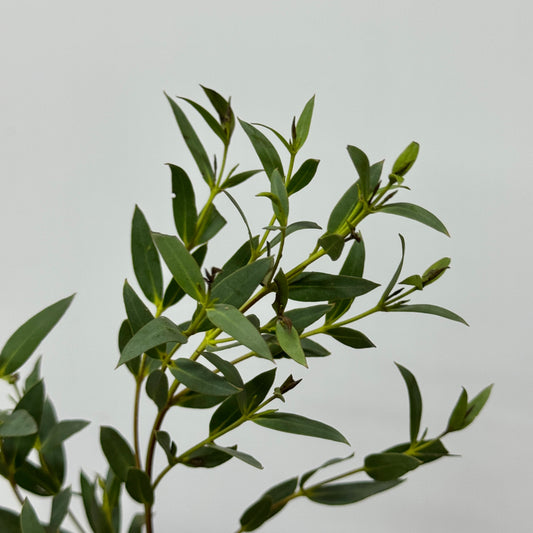 Eucalyptus - Parvifolia