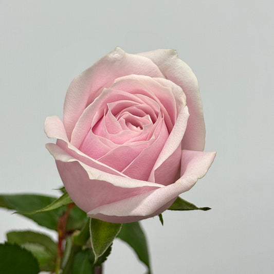 Rose - Pink Avalanche 粉雪山