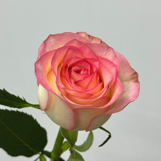 Rose - Jumilia 爱莎