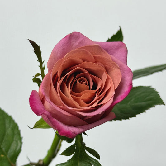Rose - Barista 调香师