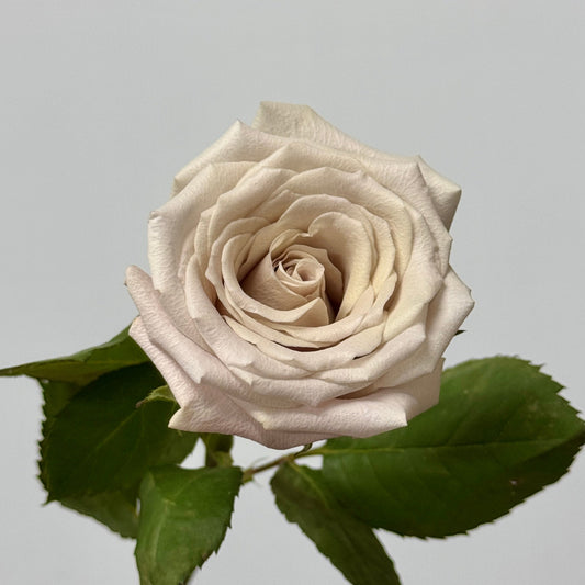 Rose - Manta 曼塔