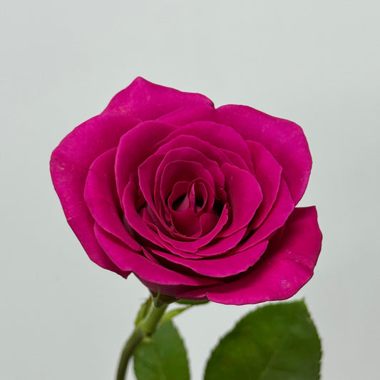 Rose - Pink Floyd 弗洛伊德