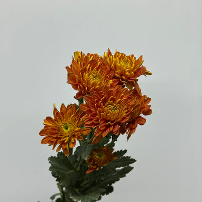 Chrysanthemum Pompom - Orange Brown