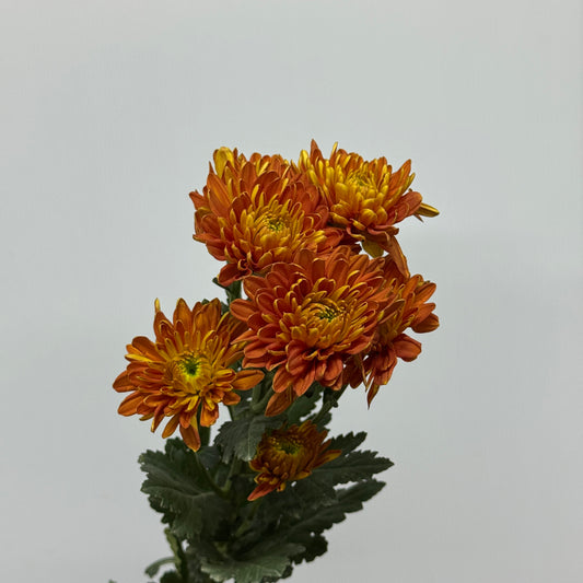 Chrysanthemum Pompom - Orange Brown