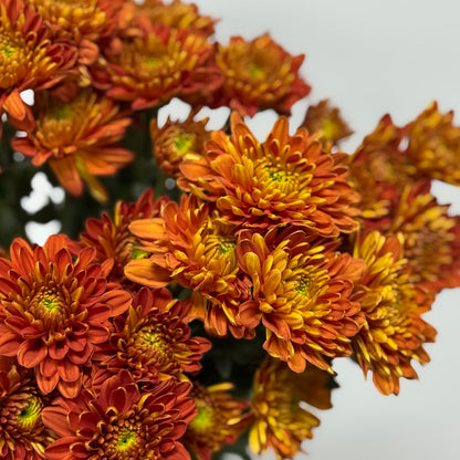 Chrysanthemum Pompom - Orange Brown