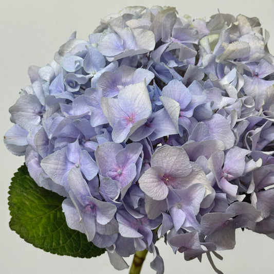 Hydrangea - Purple Blue
