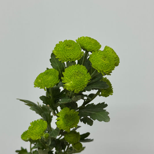 Chrysanthemum Pompom - Green