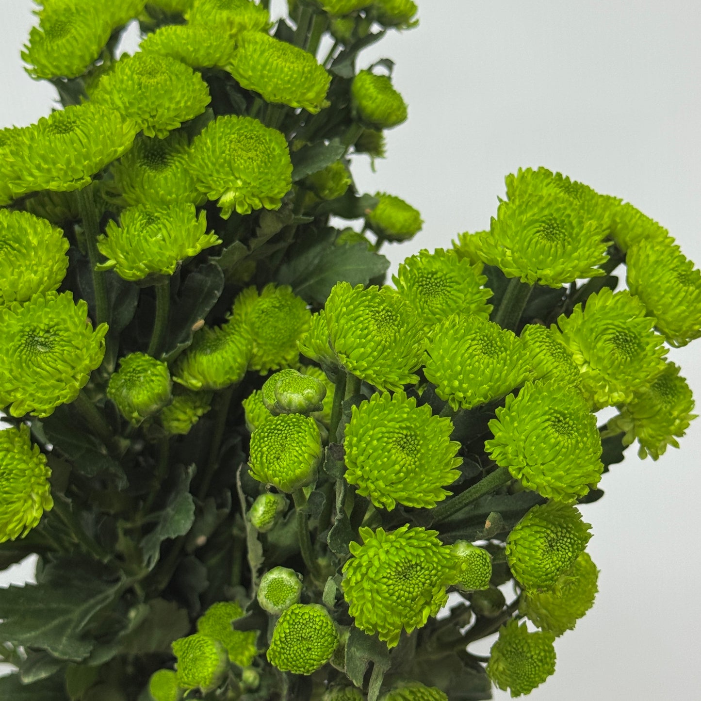 Chrysanthemum Pompom - Green