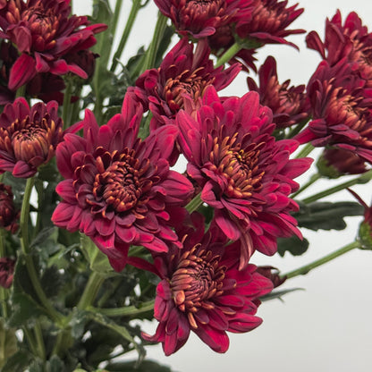Chrysanthemum Pompom - Red