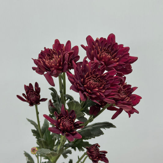 Chrysanthemum Pompom - Red