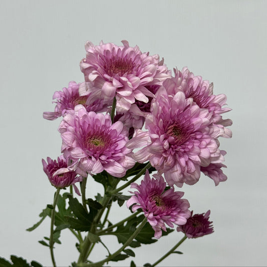 Chrysanthemum Pompom - Light Purple