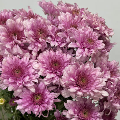 Chrysanthemum Pompom - Light Purple