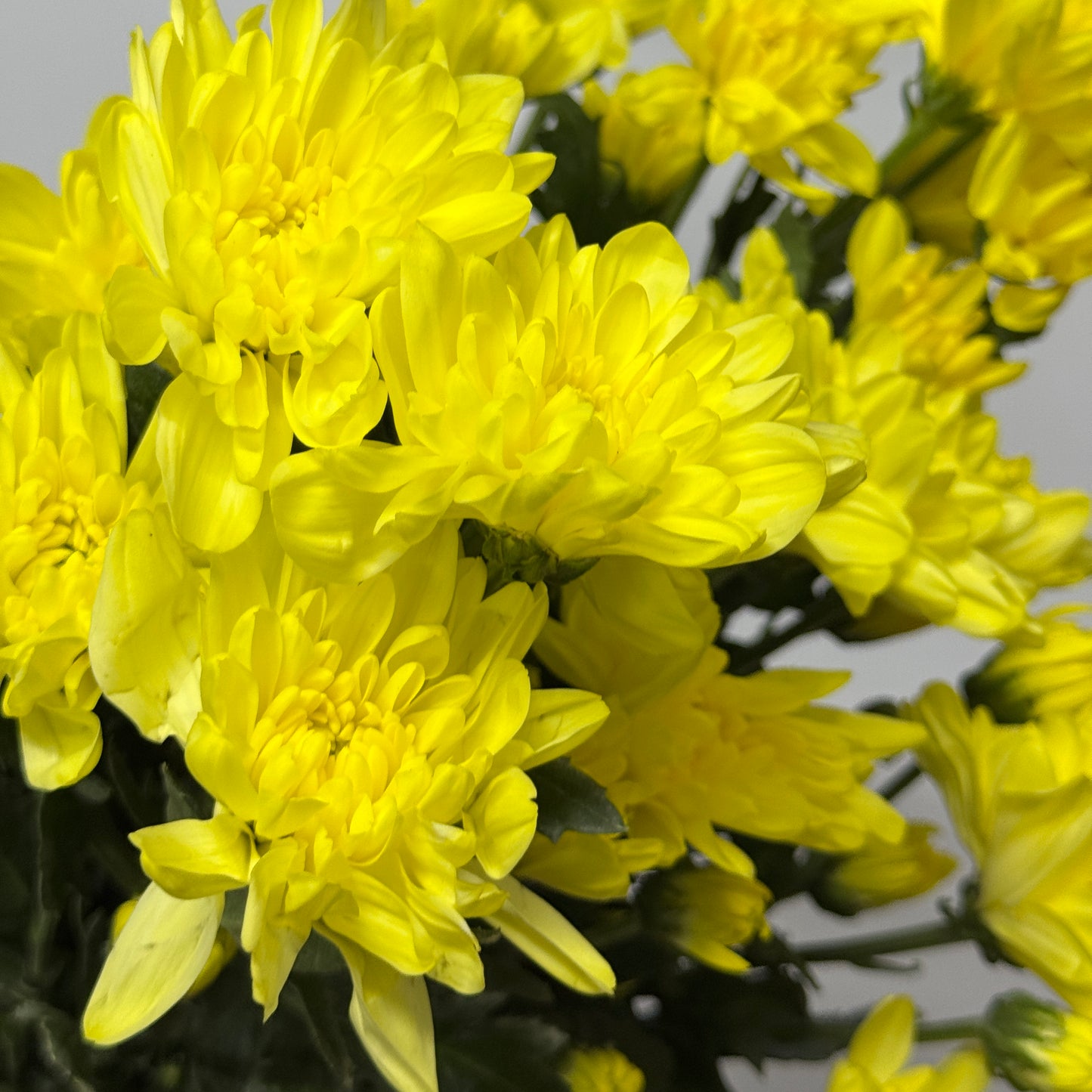 Chrysanthemum Pompom - Yellow