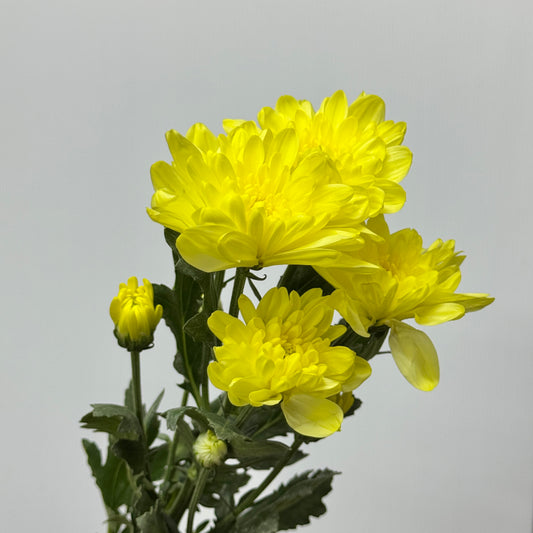 Chrysanthemum Pompom - Yellow