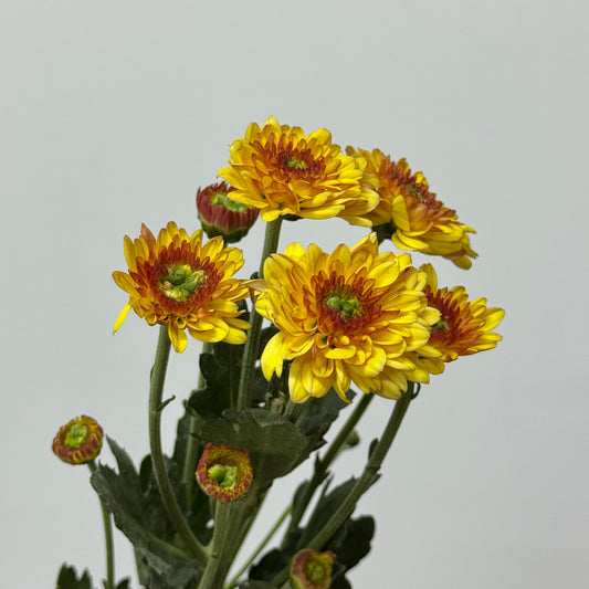 Chrysanthemum Pompom - Orange