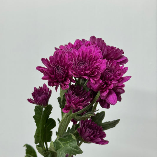 Chrysanthemum Pompom - Purple