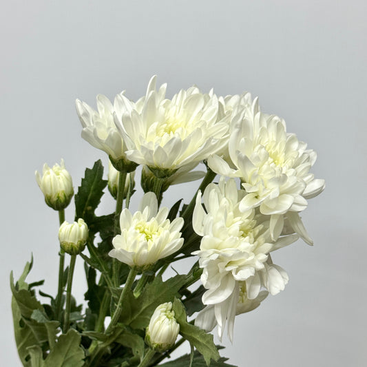 Chrysanthemum Pompom - White