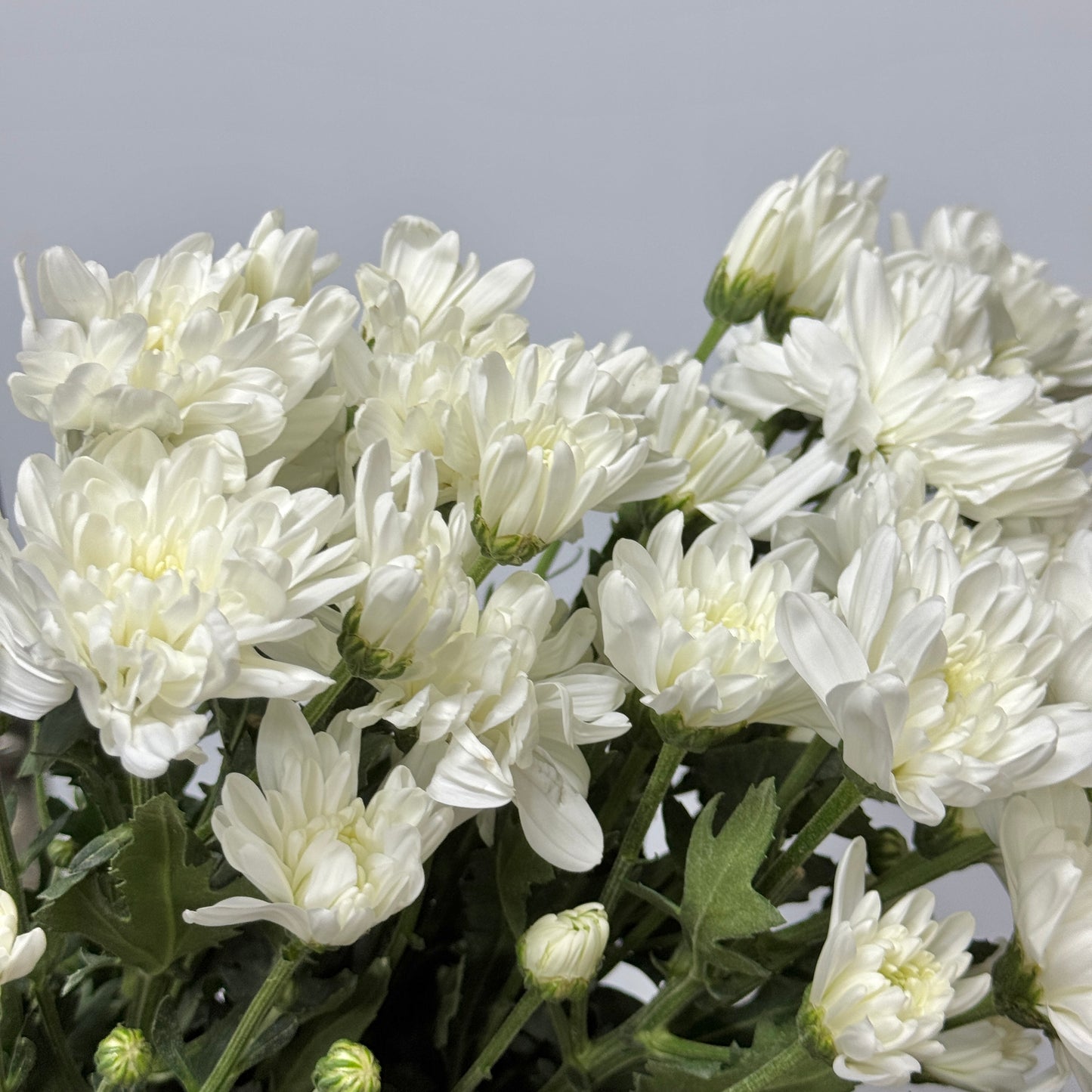 Chrysanthemum Pompom - White