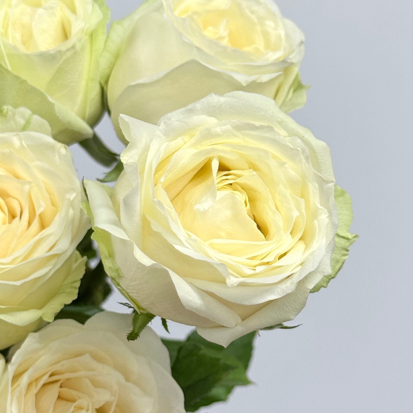 Rose Local AAA - White Avalanche
