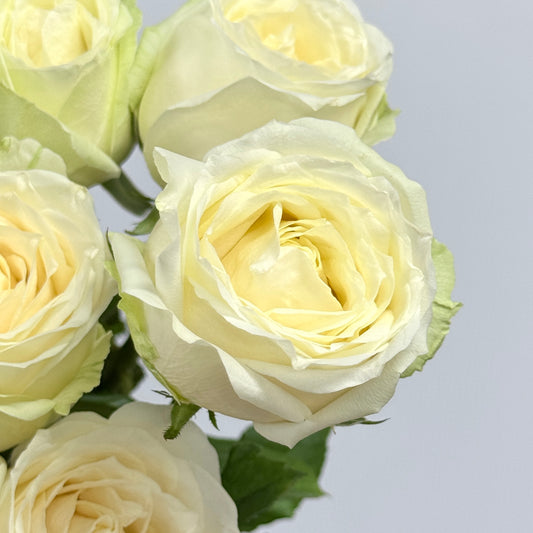 Rose Local AAA - White Avalanche