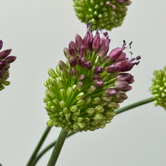 Allium Dancing Tancyo 弯葱 (5 Stems)