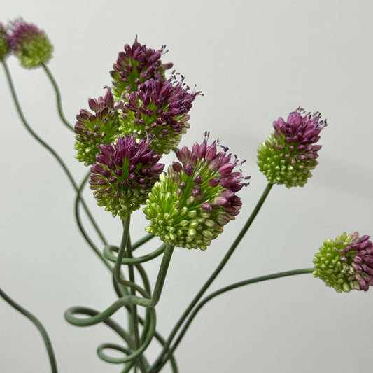 Allium Dancing Tancyo 弯葱 (5 Stems)