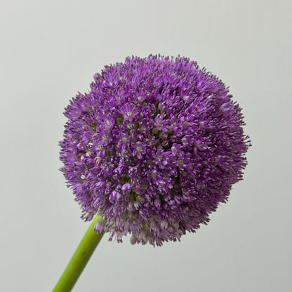 Allium Giganteum 大葱花 (Per Stem)