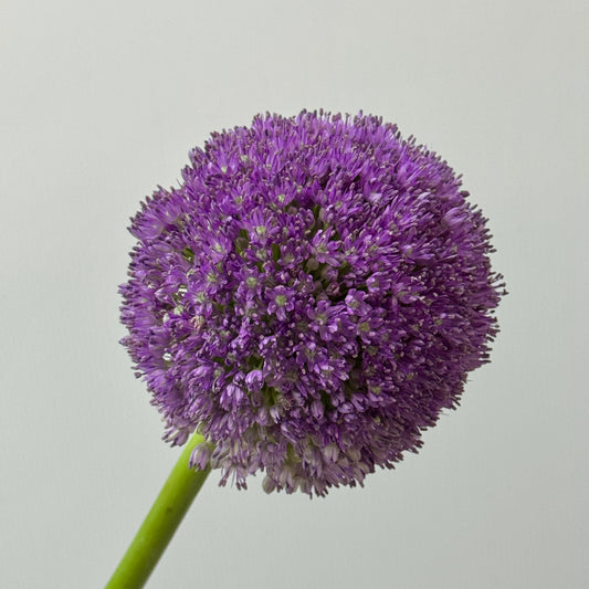 Allium Giganteum 大葱花 (Per Stem)