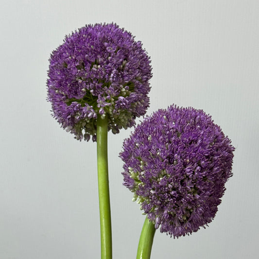 Allium Giganteum 大葱花 (Per Stem)