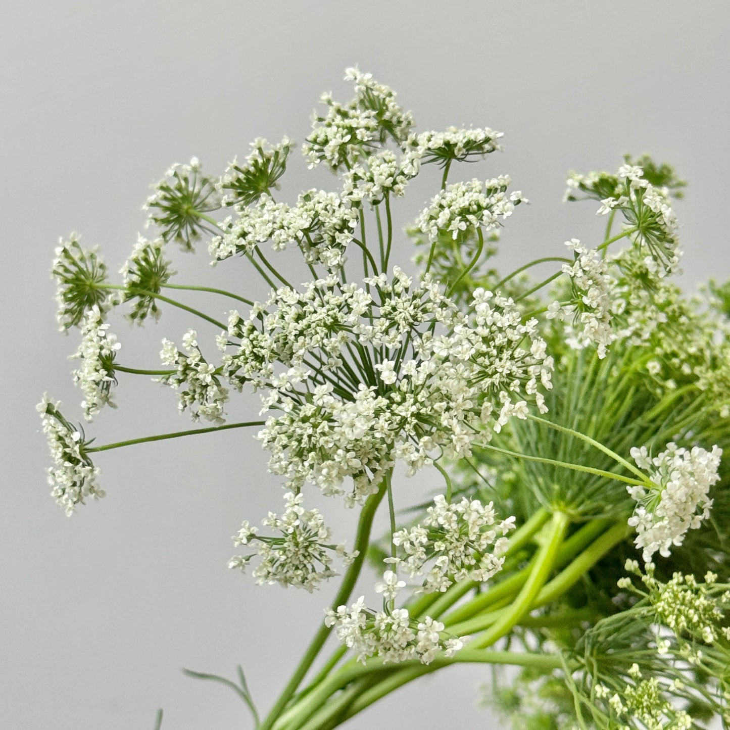Ammi Majus - White