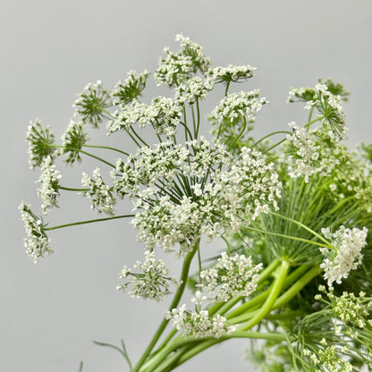 Ammi Majus - White